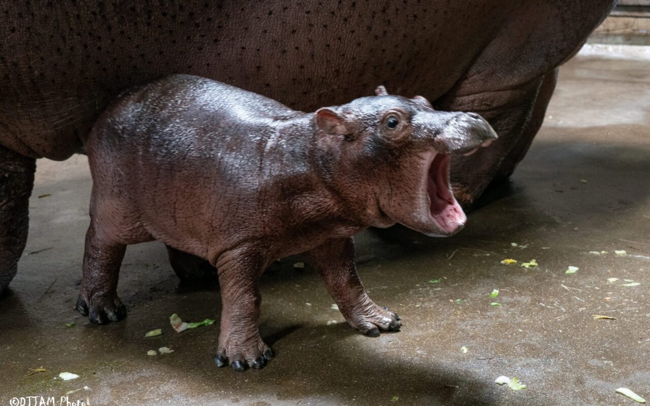Cincinnati Zoo names new baby hippo Fritz, brother to Fiona Sunny 95